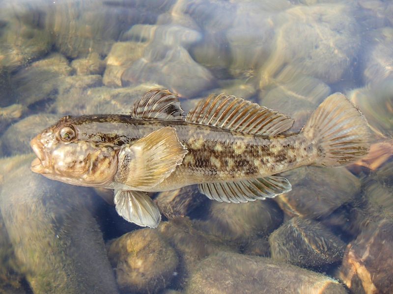 Goby Fish