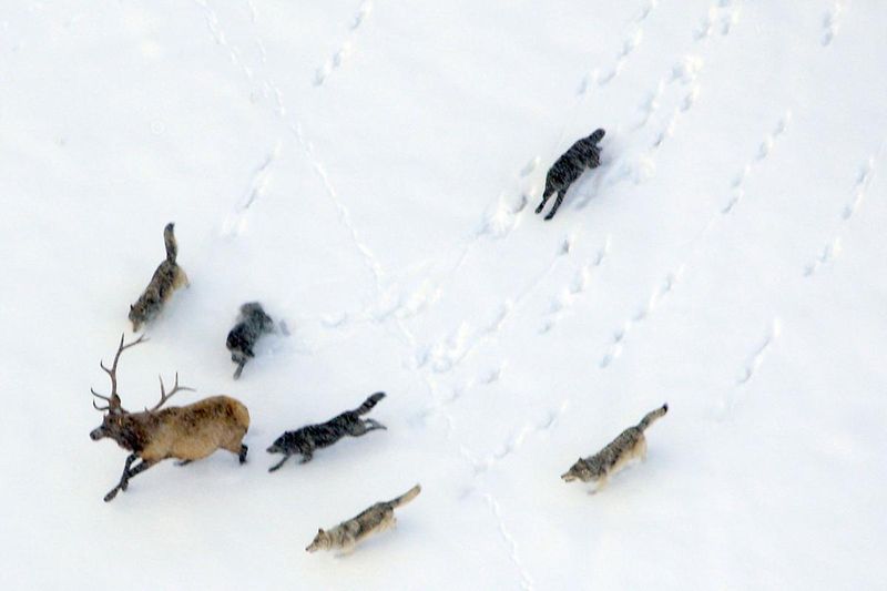 Predator-Prey Interactions Captured Through Sound Patterns