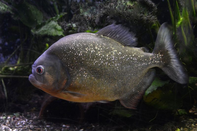 Scavenger Role In Ecosystems