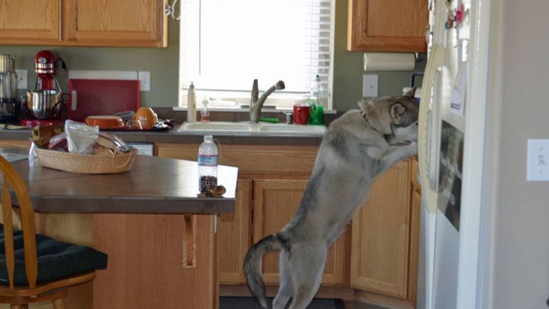 Food Theft Operations