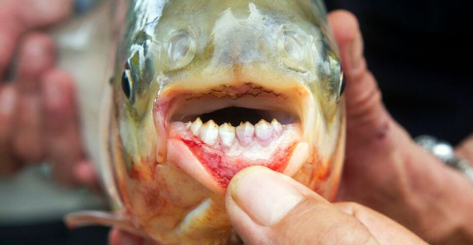 Pacu Fish Ball Cutter Pacu Fish: The Piranha Cousin With Human-Like Teeth