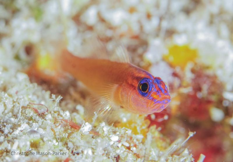 Dwarf Pygmy Goby - The Reef's Micro Resident