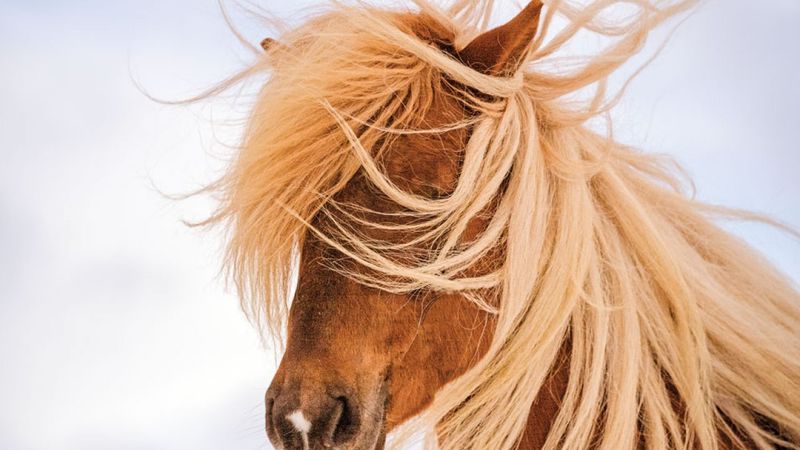 Icelandic Horse's Flowing Double Mane