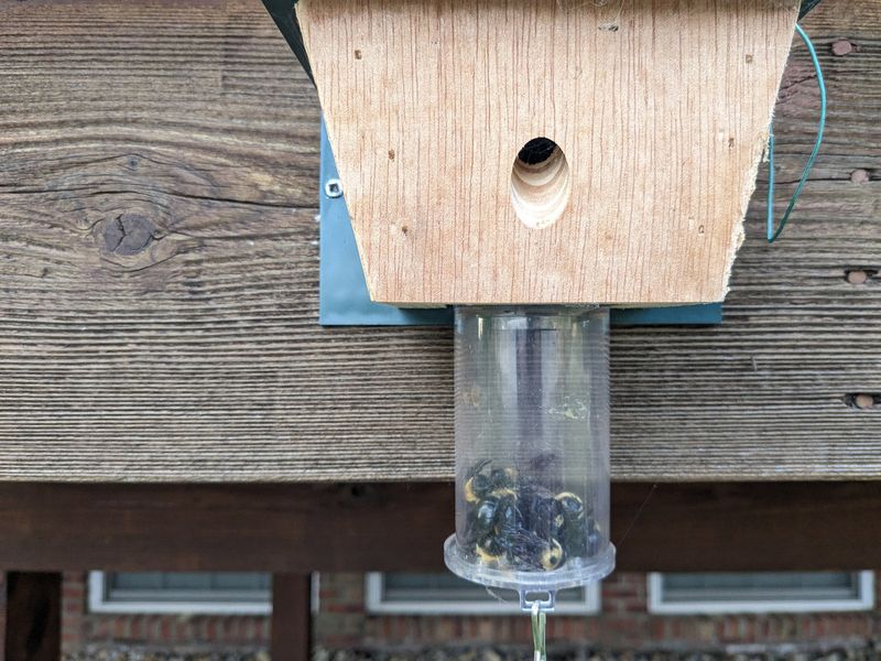 Set Up Carpenter Bee Traps