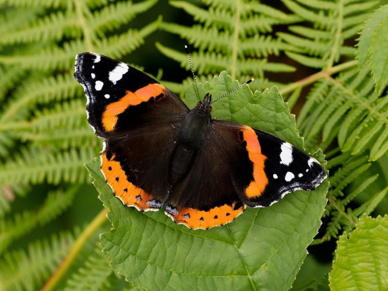 Red Admiral Butterfly: A Lesser-Known Lookalike