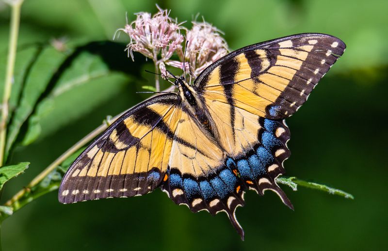 Swallowtail Butterfly