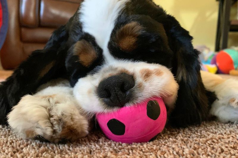 Toys With Stuffing