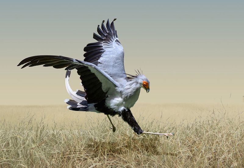 Sky Dancer: Secretary Bird