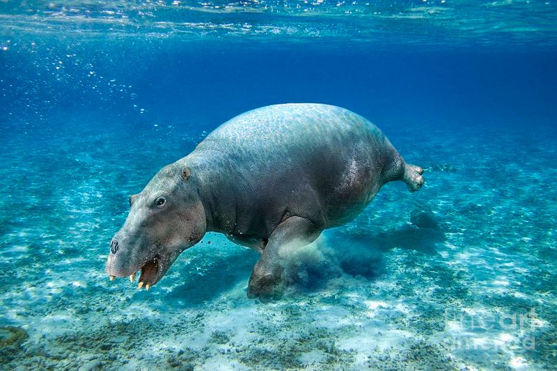 Desmostylus – The Swimming Elephant Cousin