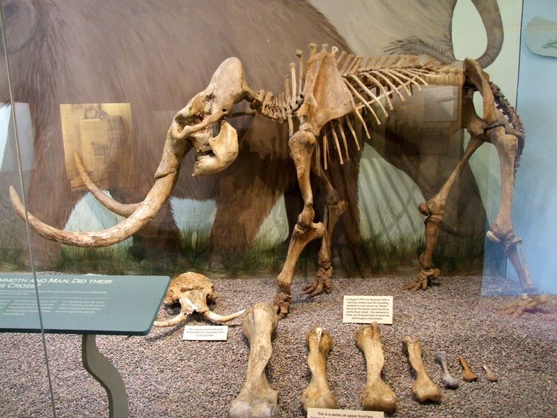 Mammuthus Exilis (Dwarf Mammoth)