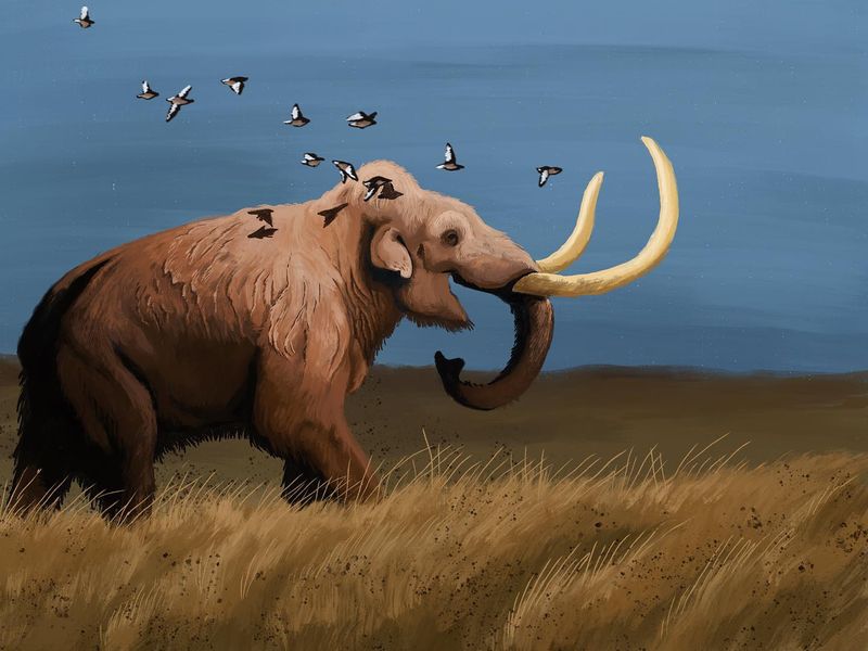 Mammuthus Trogontherii (Steppe Mammoth)