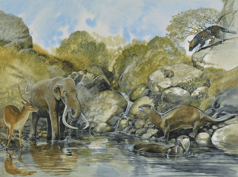 Mammuthus Lamarmorai (Sardinian Mammoth)