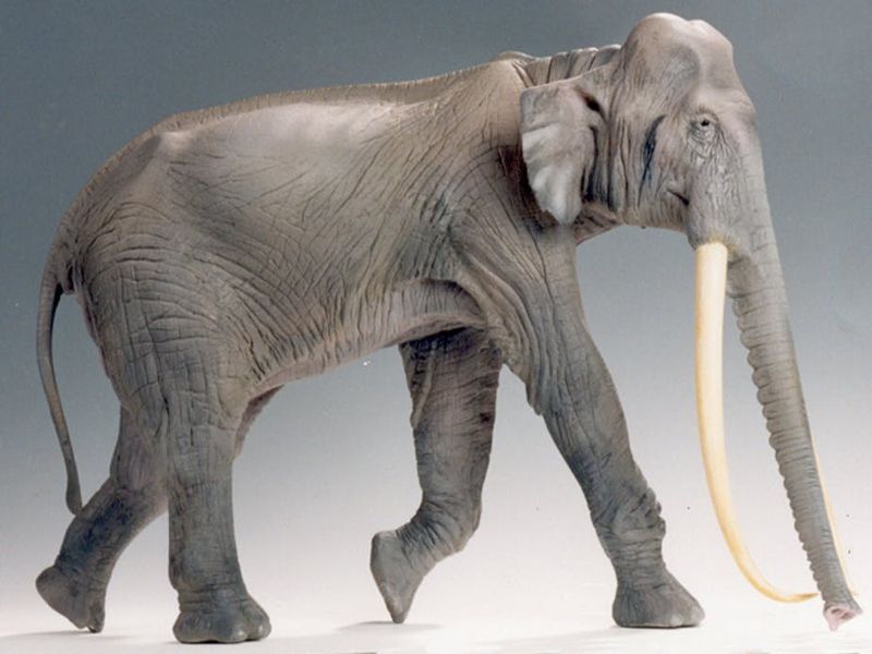 Elephas Recki (Recki's Elephant)
