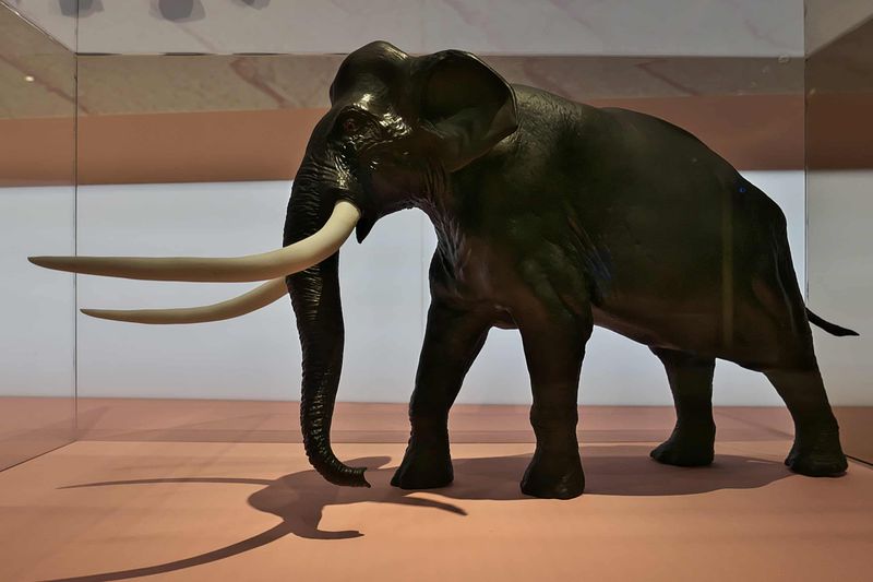 Palaeoloxodon Antiquus (Straight-Tusked Elephant)