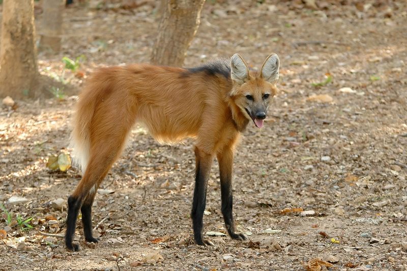 Hoary Fox: Brazil's Grassland Phantom