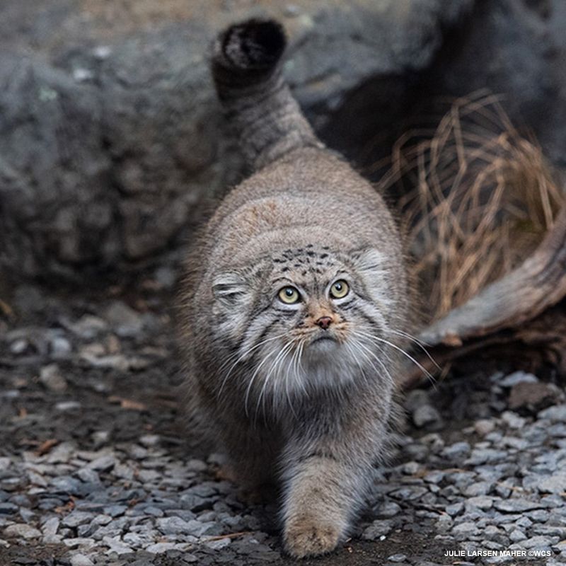 Pallas's Cat