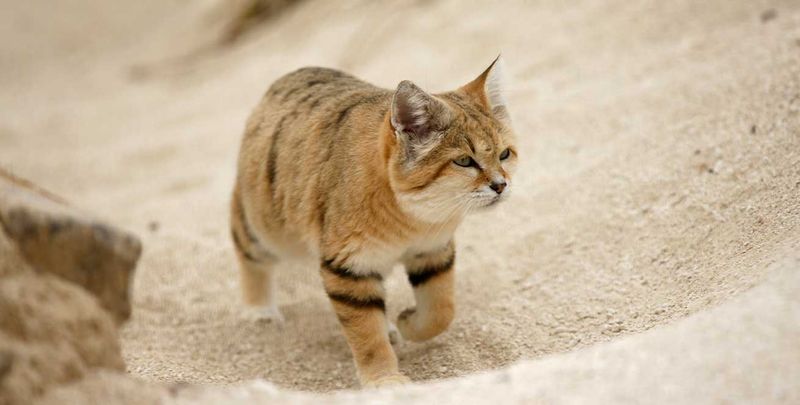Arabian Sand Cat