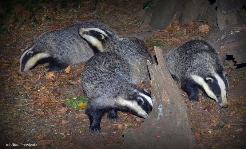 Badgers' Moonlit Social Gatherings
