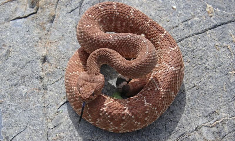 Red Diamond Rattlesnake (Crotalus Ruber)