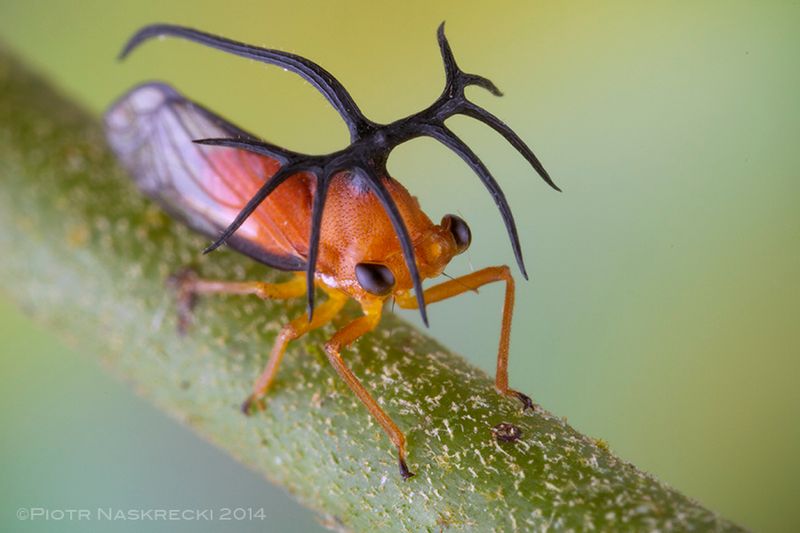 Treehopper