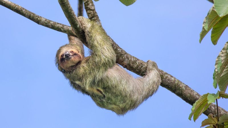 Sloth