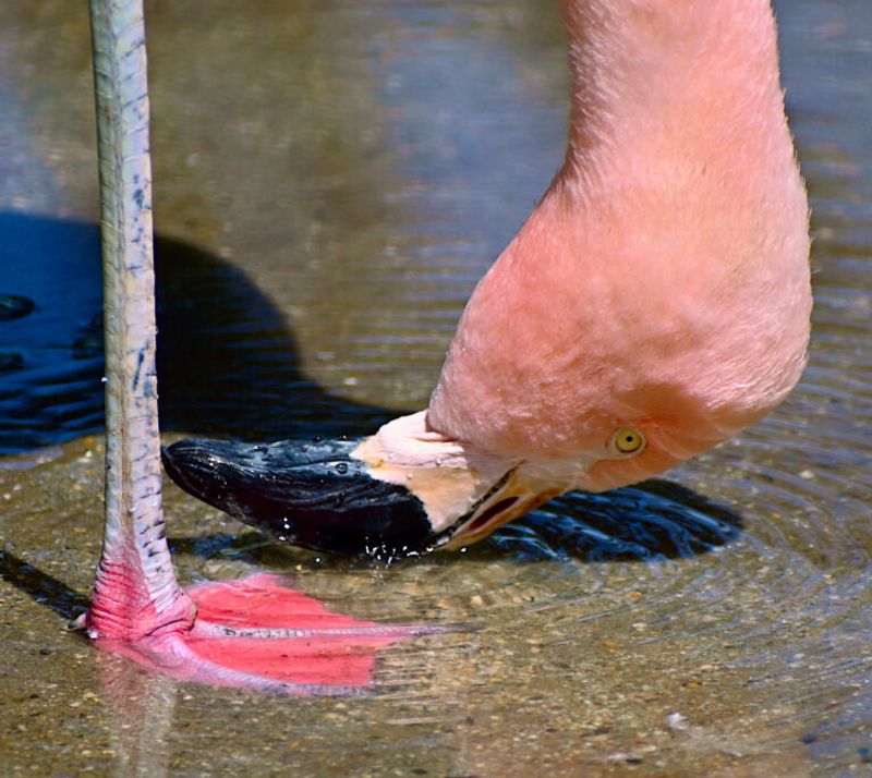 Flamingos: Pretty But Not Bright