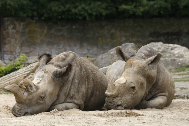 Rhinos: Heavy Hitters On The Ledger