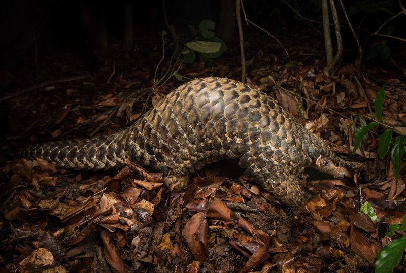 Over One Million Pangolins Trafficked In The Last Decade