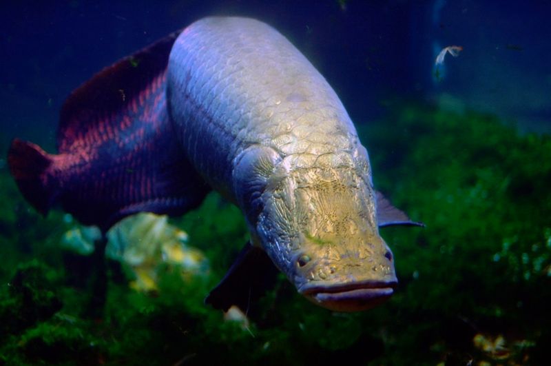 Arapaima: Amazon's Ancient Giant
