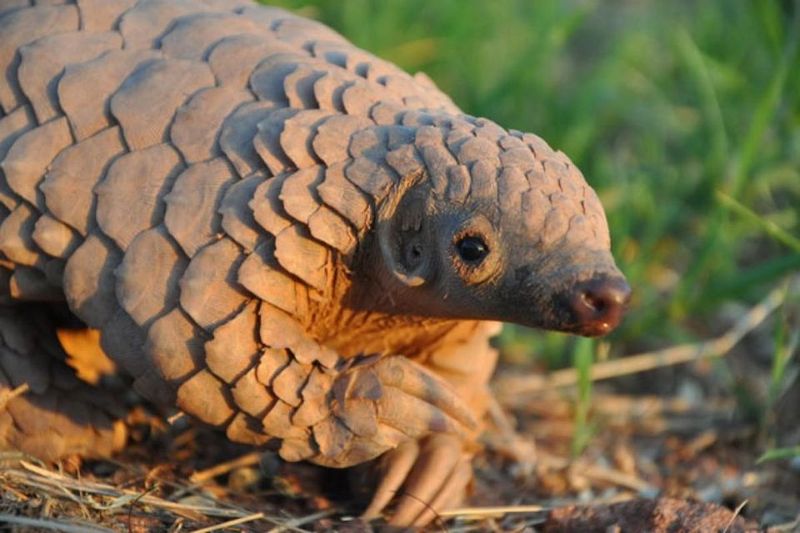 Pangolins Are The Only Mammals With Keratin Scales