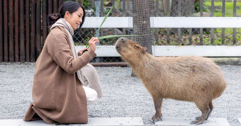Capybara: Giant Rodent Requiring Backyard Waterpark