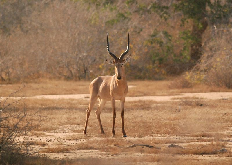 Hirola Antelope - The Vanishing Phantom