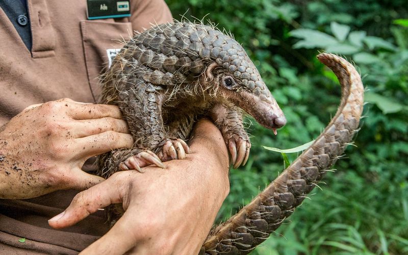 Some Pangolin Species Are Critically Endangered