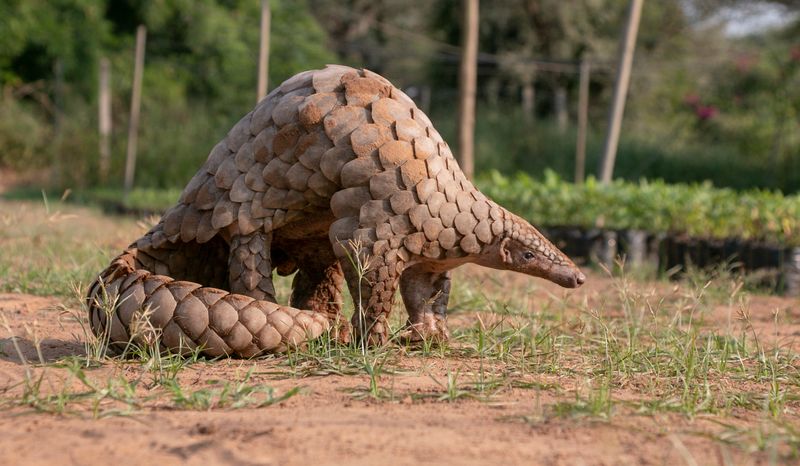International Trade Is A Major Driver Of Pangolin Decline