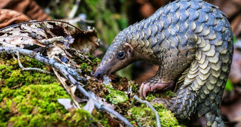 Pangolin Meat Is Considered A Delicacy In Some Regions