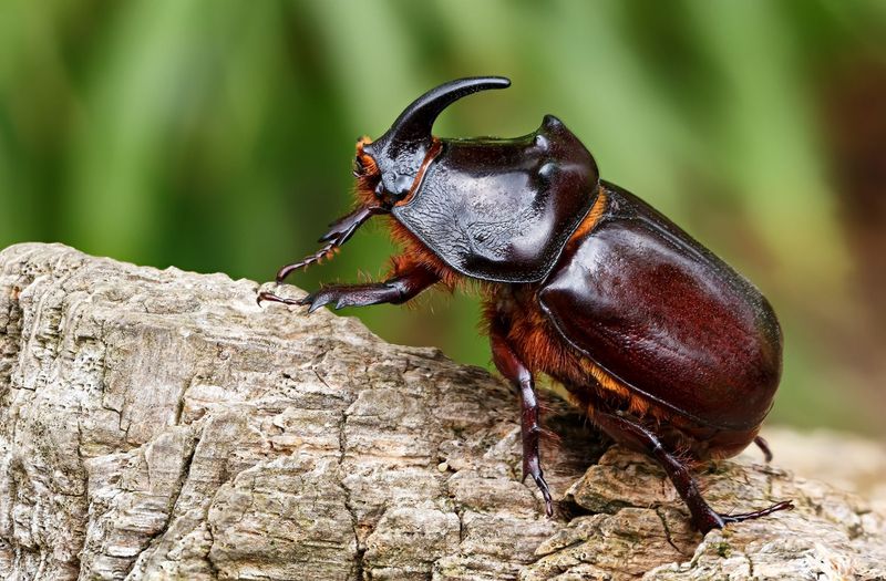 Rhinoceros Beetles