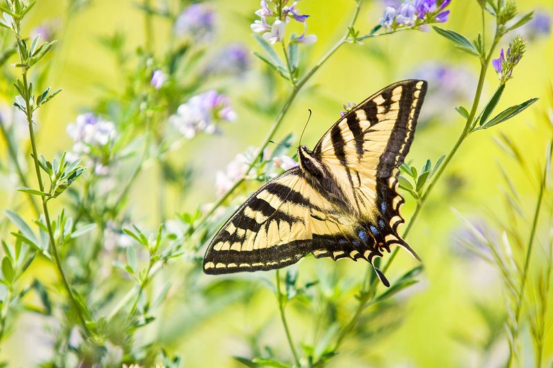 Solstice Swallowtail Butterfly
