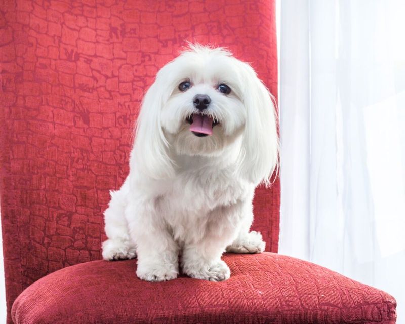 Maltese