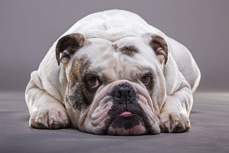 Bulldog