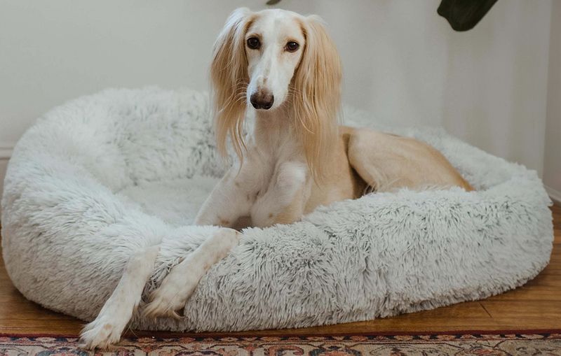 Salukis: Ancient Hounds With Modern Sensitivities