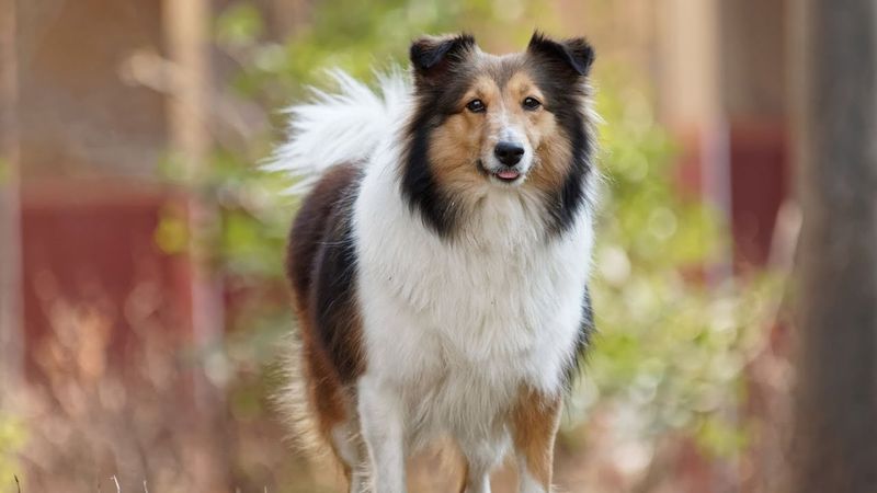 Shetland Sheepdogs: Miniature Masterminds