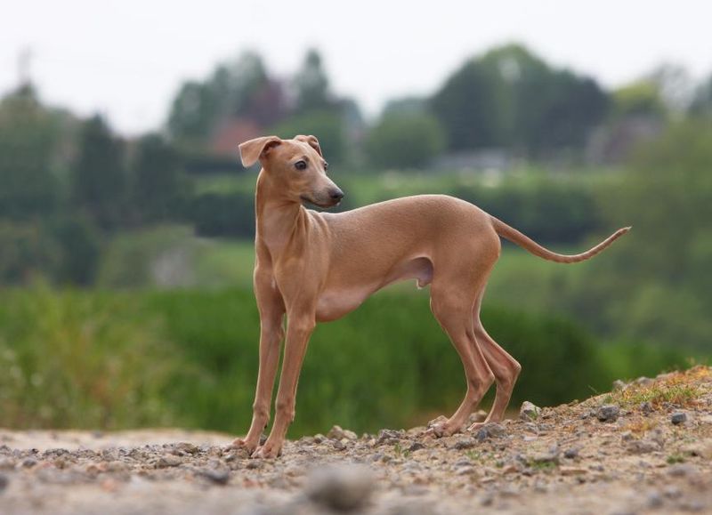 Italian Greyhounds: Fragile Speedsters