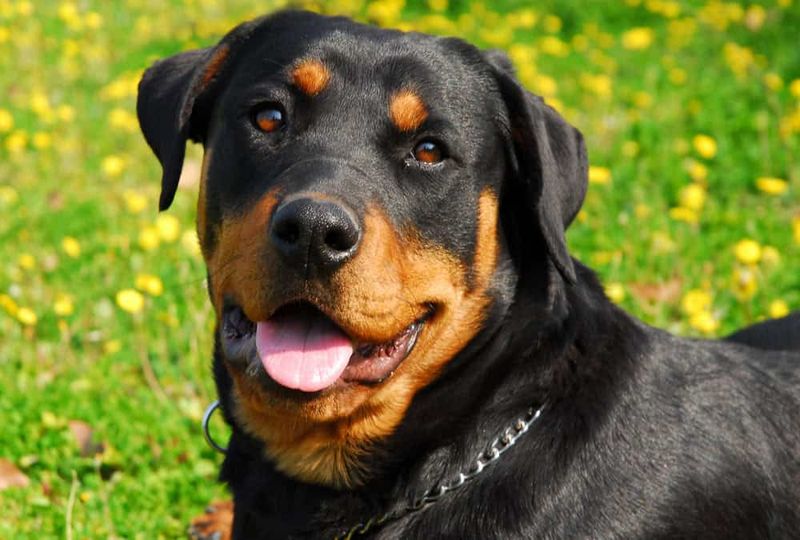 Rottweilers: The Discerning Listeners