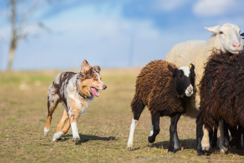 Australian Shepherds: The Versatile Virtuosos
