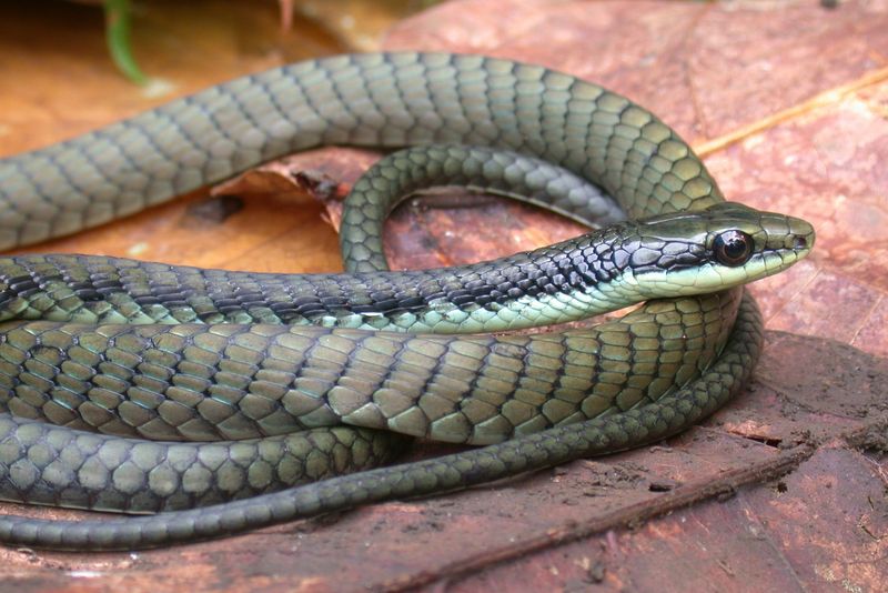 Unveiling The Mystery: What Makes These Snakes Adapt To Trees?
