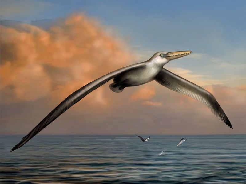 Argentavis: Wings Wider Than A Car
