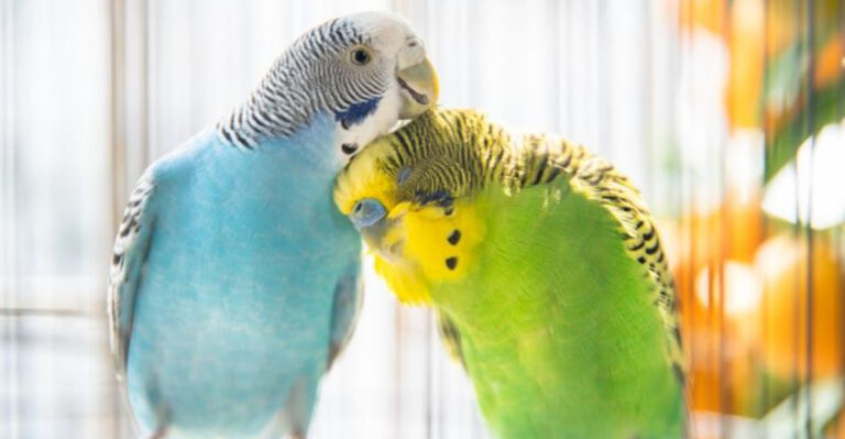 Parakeet Lifespan: How Long Do Parakeets Live?