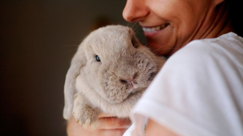 Rabbits: Quiet Companions With Surprising Personality