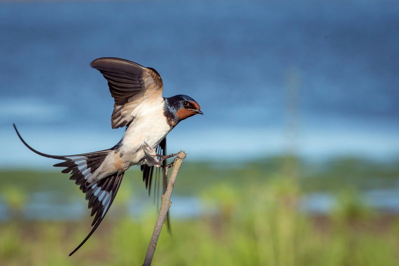 Chemical Canaries: Missing Swallows