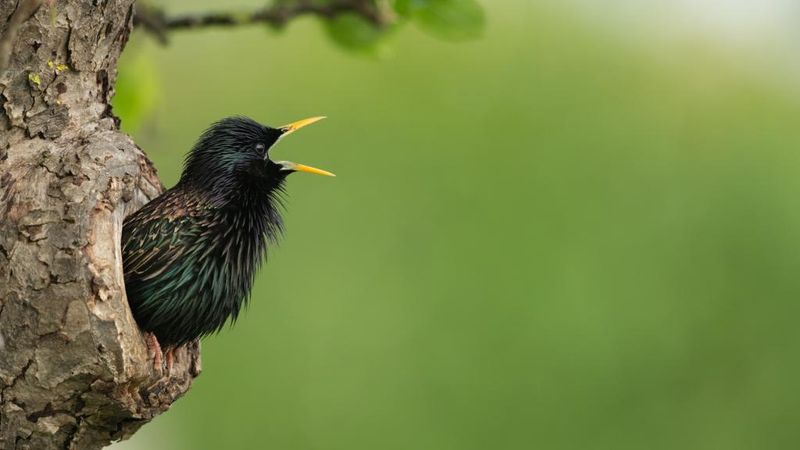 Acoustic Adaptation To Human Noise